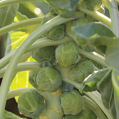 choux de bruxelles plante Semence : chou de bruxelles (gladius)