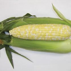 Semence : maïs traité (montauk)