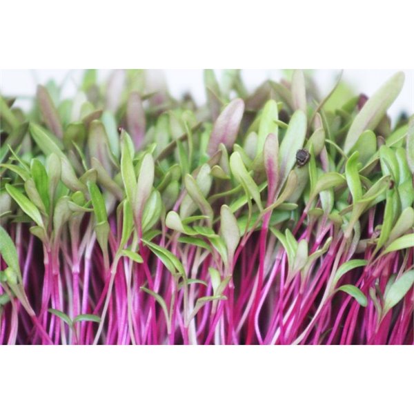 Semence micro pousse