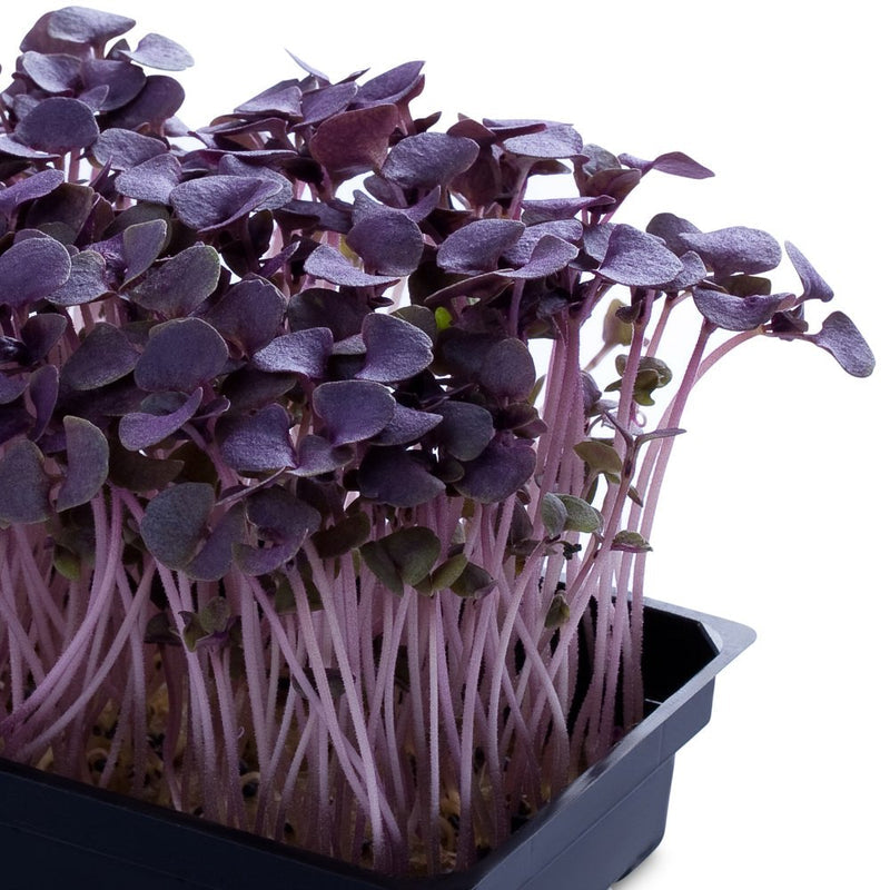 Micro-pousse - Tout pour la culture de micro green! – Potager du Québec