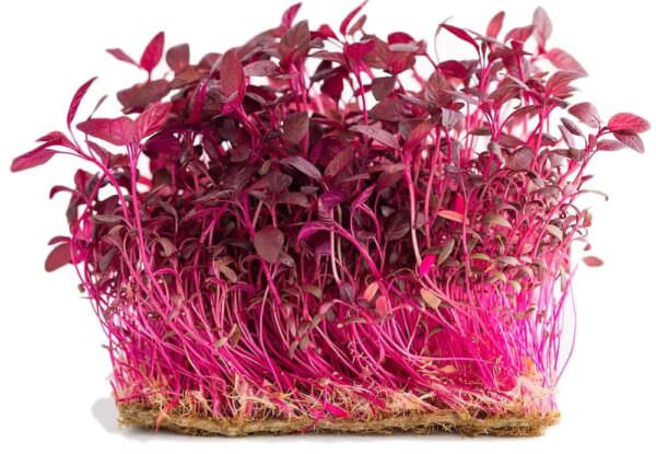 Pousse Rouge Micro-pousse - Tout pour la culture de micro green! – Potager du Québec