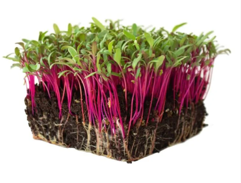 Pousse Rouge Semence micro-pousse Betterave rouge | Potager du Québec
