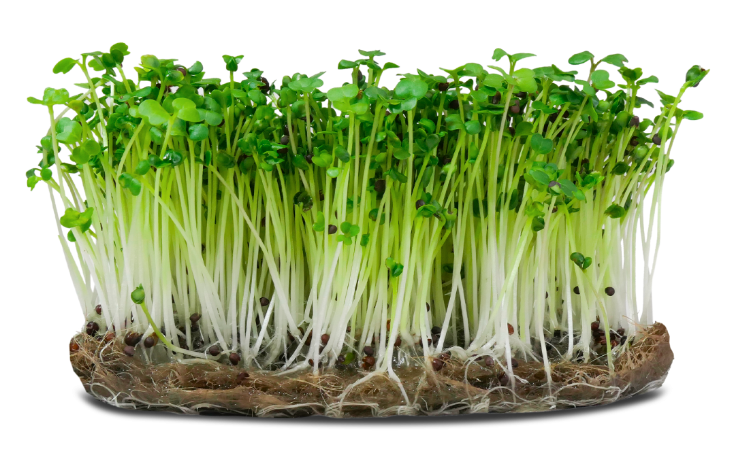 Semence micro-pousse Brocoli