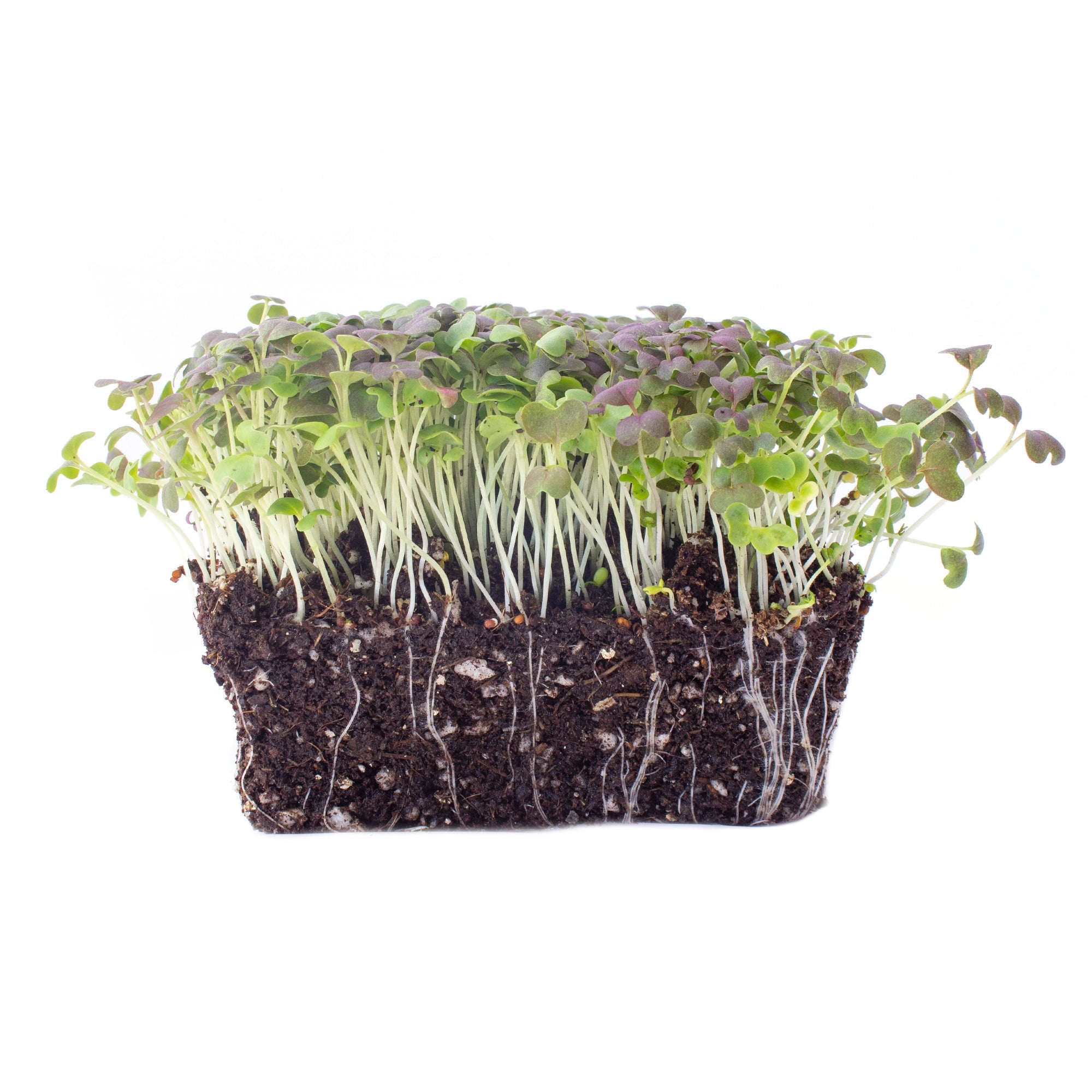 Pousse Rouge Micro-pousse - Tout pour la culture de micro green! – Potager du Québec