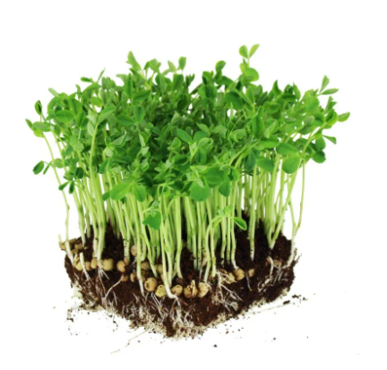 Semence micro-pousse Pois gris nain