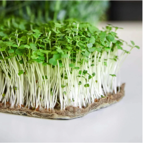 Semence micro-pousse Roquette