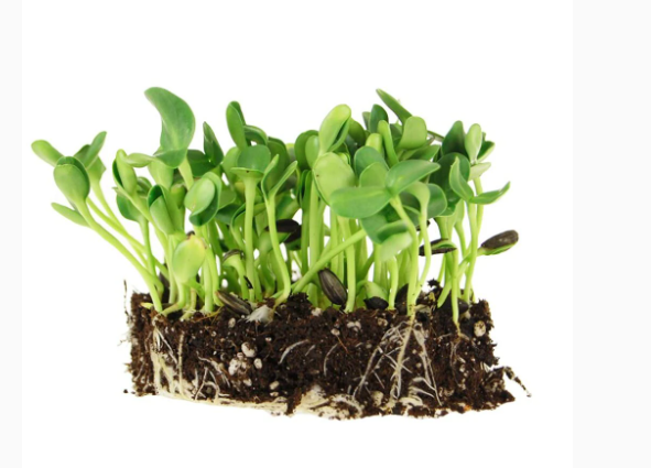 Semence micro-pousse Tournesol noire