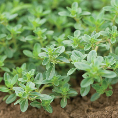 Semence : fine herbe thym (rampant)