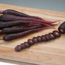 Semence : carotte (violet foncé)