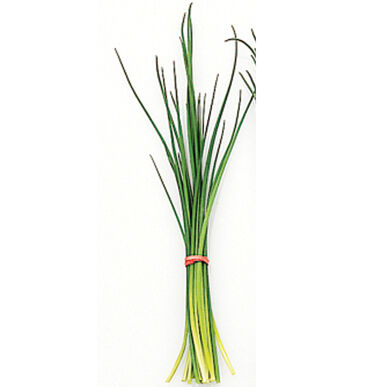 Semence : fine herbe ciboulette (fine leaf)
