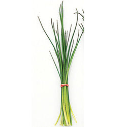 Semence : fine herbe ciboulette (fine leaf)