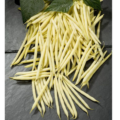 Semence : haricot (goldilocks)