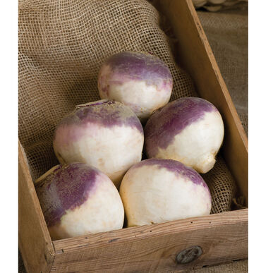 Semence : rutabaga (helenor)