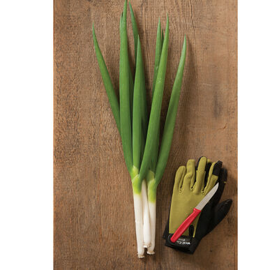 Semence : oignon (nabechan)