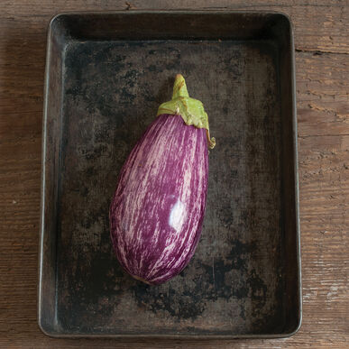 Semence : aubergine (nubia eggplant)