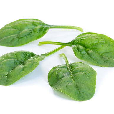 Semence : épinard (sunangel)