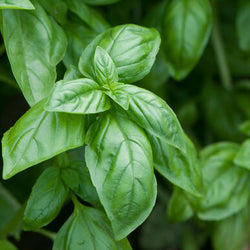 Semence : fine herbe basilic (elidia)