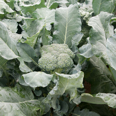 Semence : brocoli (amadeus)