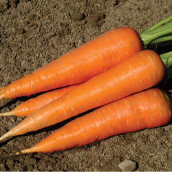 Semence : carotte (hercule)