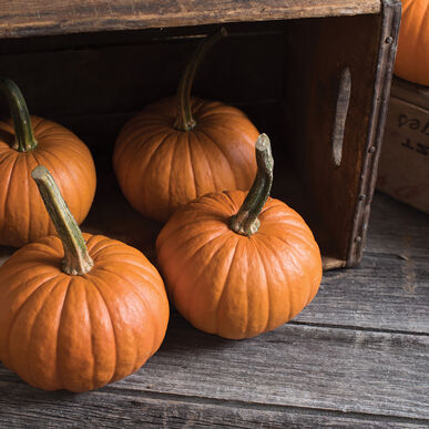 Semence : citrouille (baby bear)