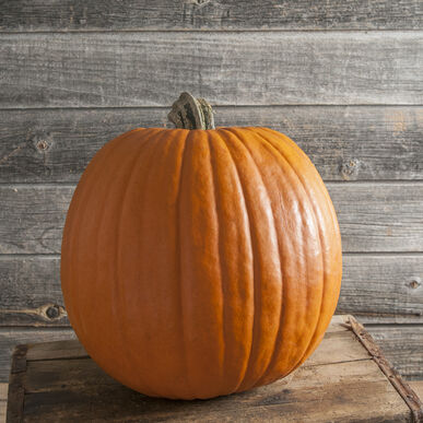 Semence : citrouille (rival pmr)