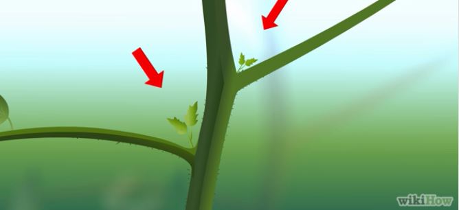 Semence : tomate (speckled roman)