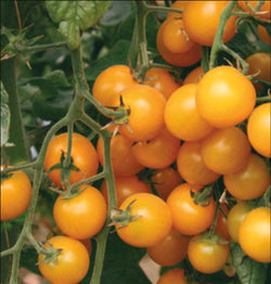 Semence: tomate cerise (gold nugget)