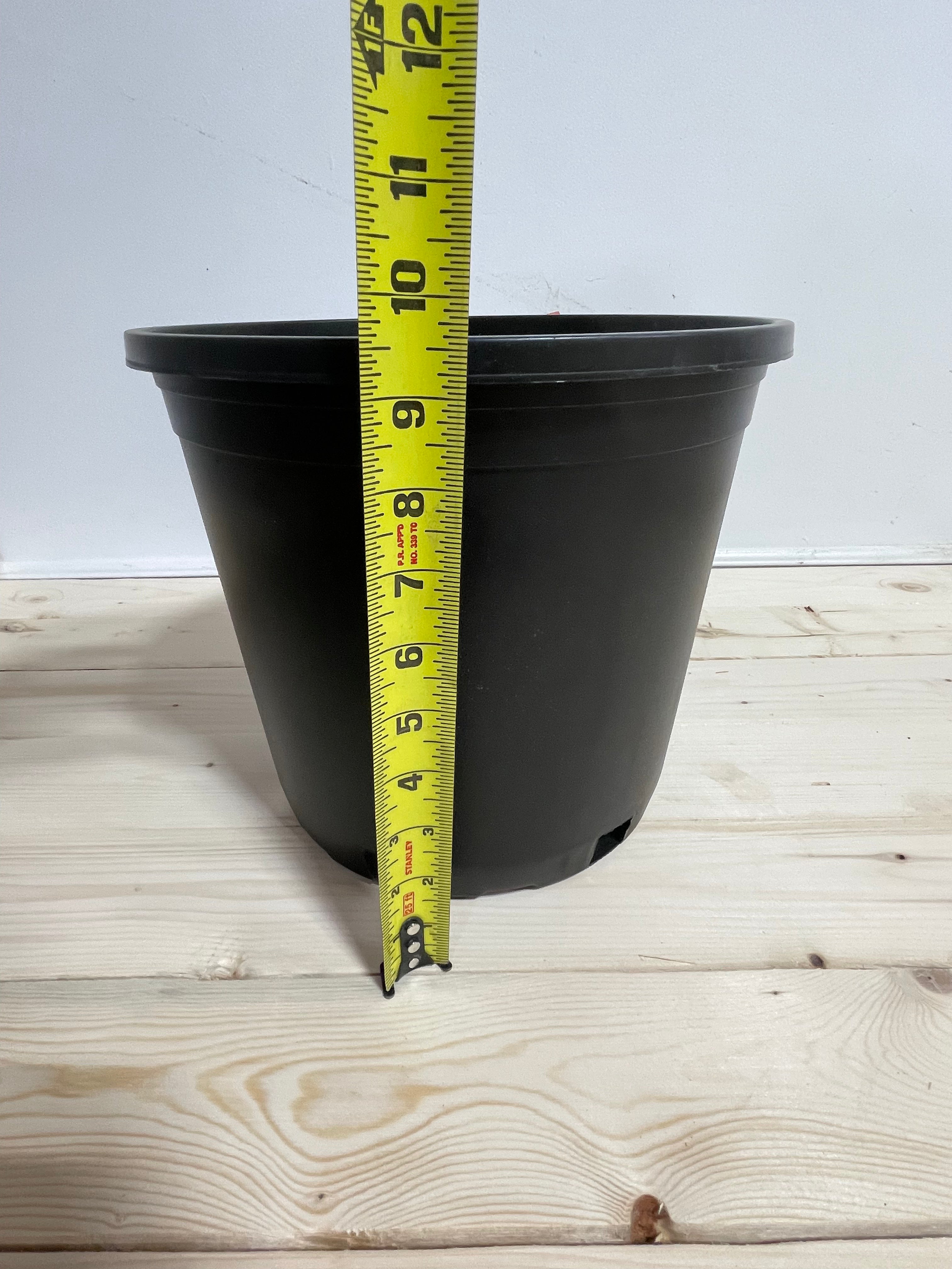 Pot en plastique noir 10’’/3 galons