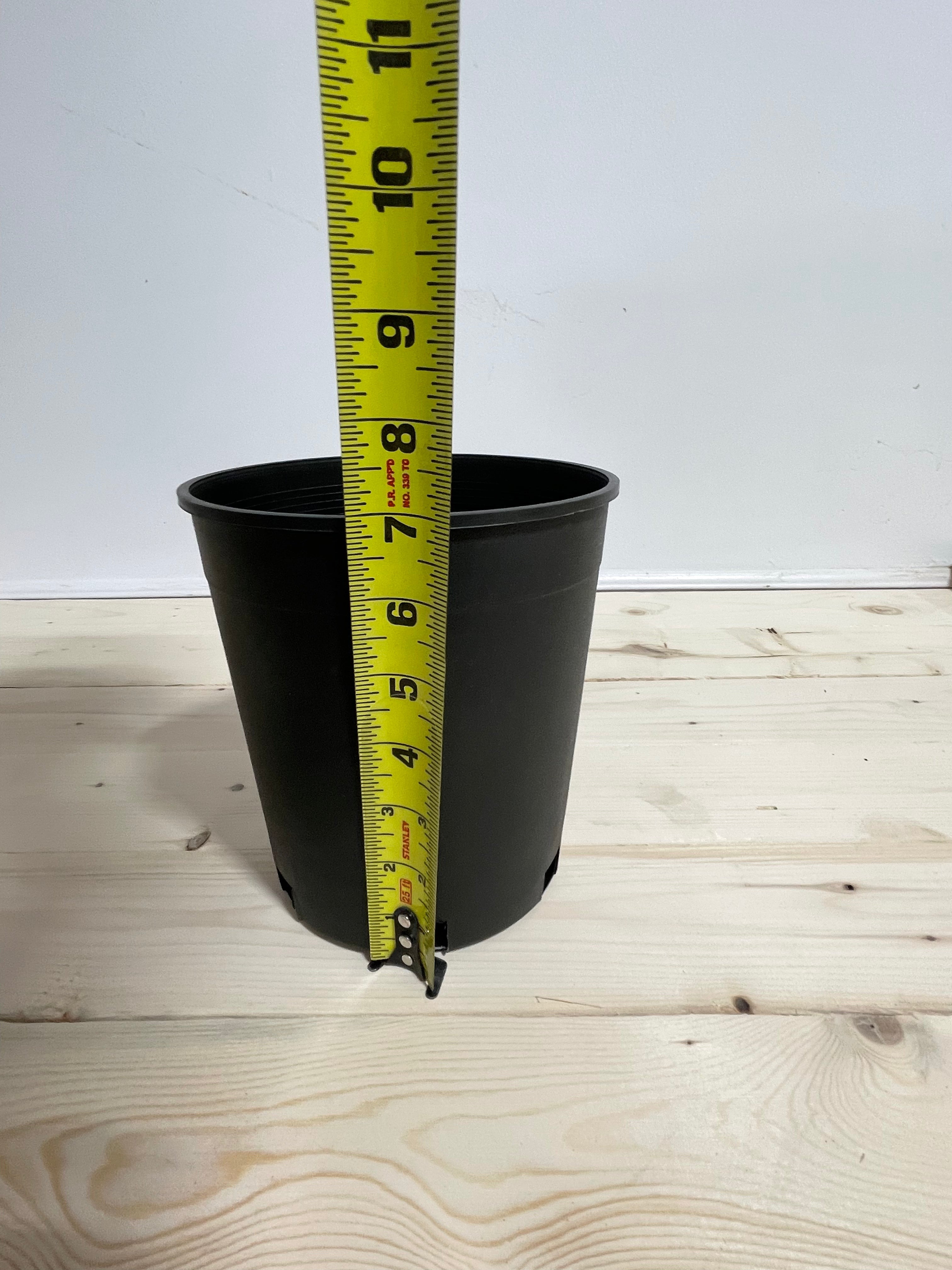 Pot en plastique noir 6’’/1 galon