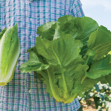 Semence : salade romaine (sparx)