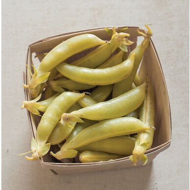 Semence : pois jaune (honey snap)