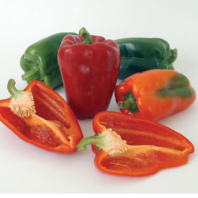 Semence : poivron (ace)