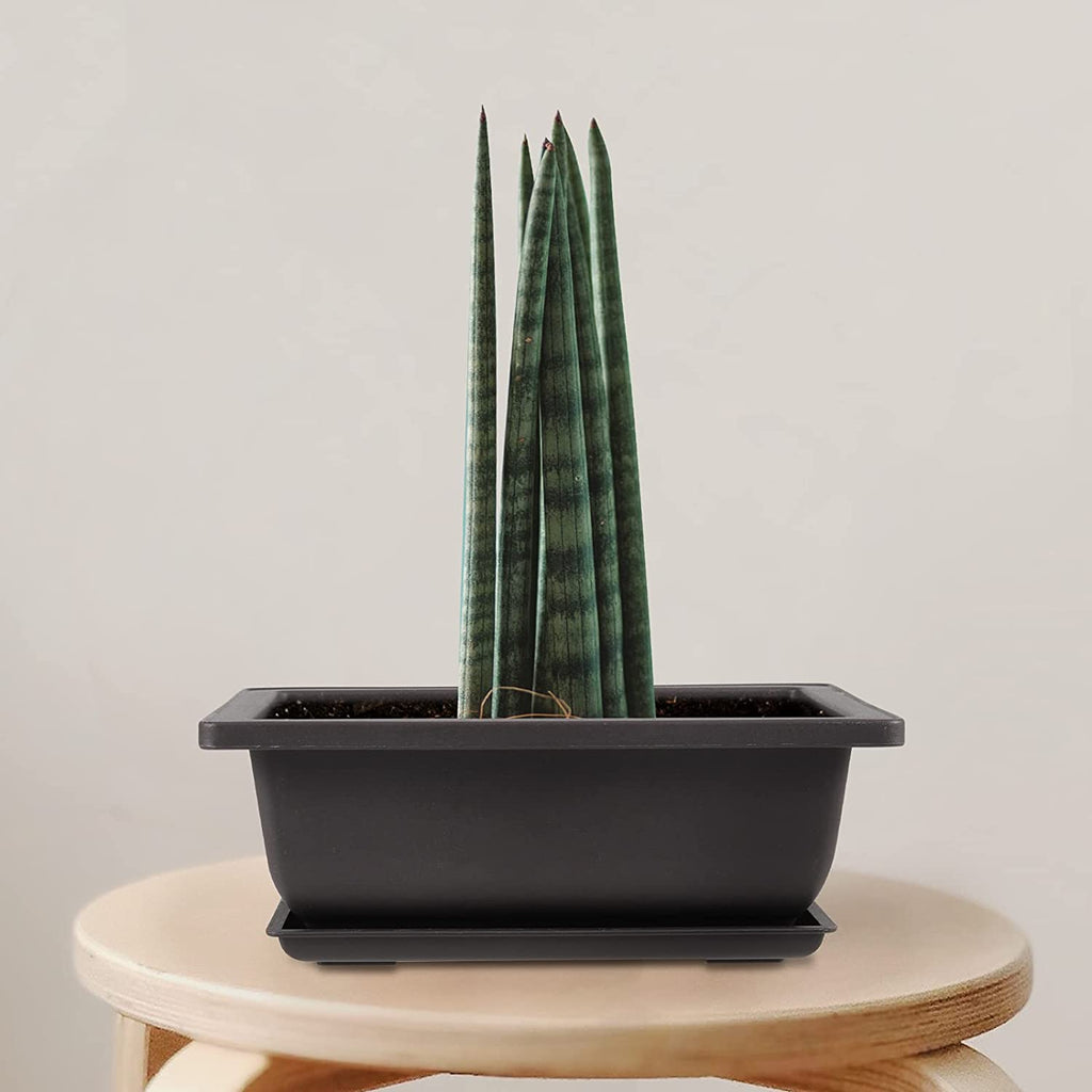 Pot rectangulaire en plastique 6,5''