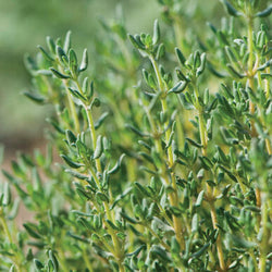 Semence : fine herbe thym (germal winter)