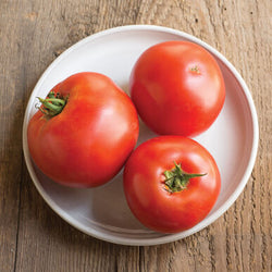 Semence : tomate (big beef)
