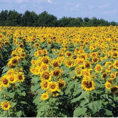 Semence : tournesol (royal hybride)