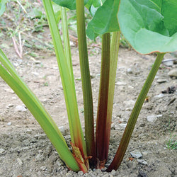 Semence : rhubarbe (Victoria)