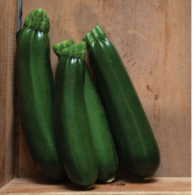 Semence : courge zucchini (dark green)